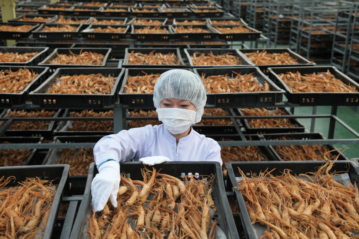 紅參逐盤人手品質篩選